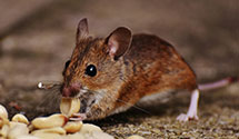 24 Hour & Emergency Exterminators in Port Huron, MI